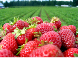 strawberry-farm-trans2